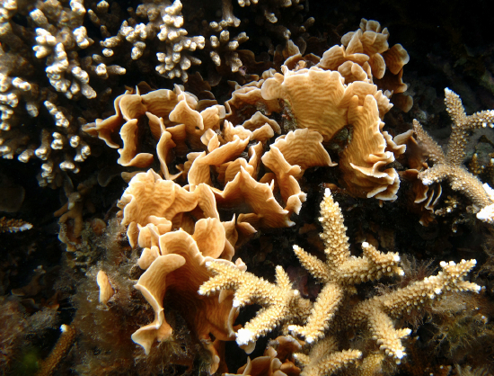  Pavona frondifera (Lettuce Coral)